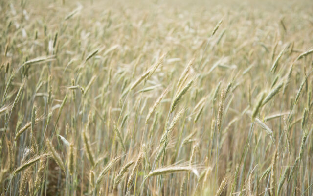 USDA to Survey County Small Grains Acreage