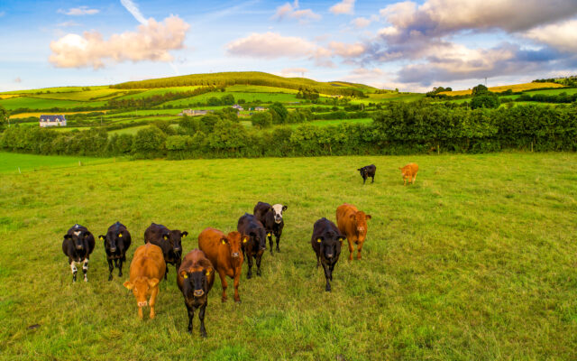 Nebraska Cattle On Feed Up 5%
