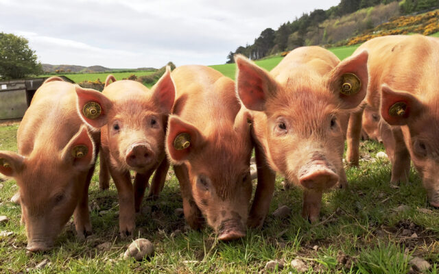 USDA Conducts End-Of-Year Hogs and Pigs Survey