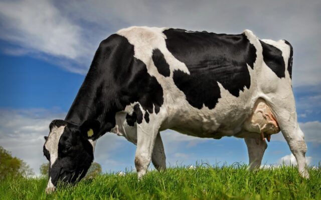 Nebraska Milk Production Report